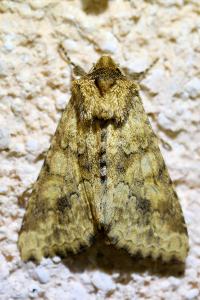 <i>Conisania luteago</i>