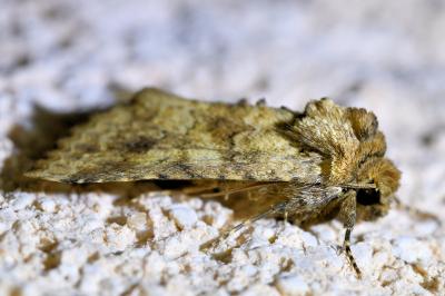<i>Conisania luteago</i>