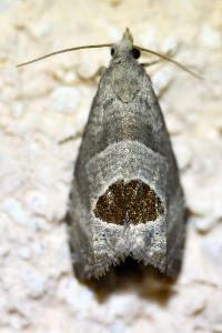 <i>Notocelia uddmanniana</i>