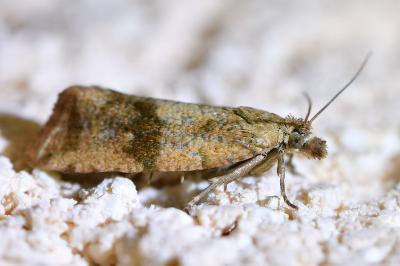 <i>Celypha striana</i>