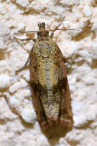 <i>Celypha striana</i>