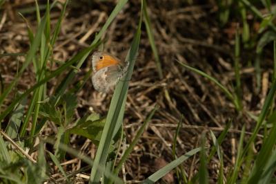 <i>Coenonympha pamphilus</i>