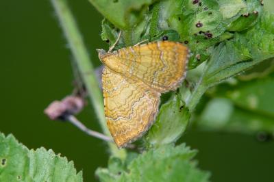 <i>Camptogramma bilineata</i>