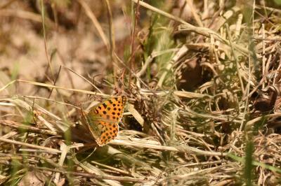 <i>Issoria lathonia</i>