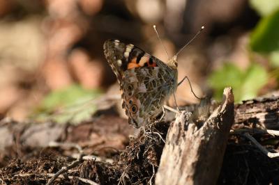 <i>Vanessa cardui</i>