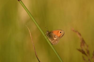<i>Coenonympha pamphilus</i>