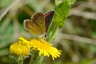 Aricia agestis