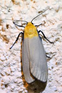 <i>Lithosia quadra</i>