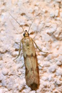<i>Homoeosoma sinuella</i>