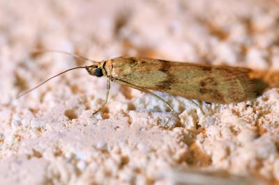 <i>Homoeosoma sinuella</i>