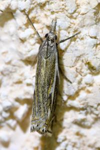 <i>Crambus lathoniellus</i>