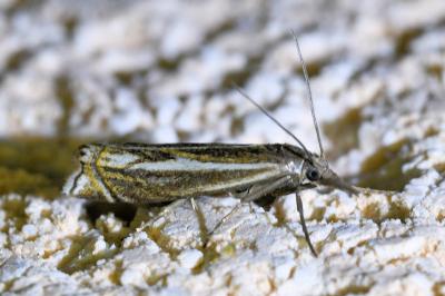 <i>Crambus lathoniellus</i>
