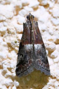 <i>Acrobasis marmorea</i>