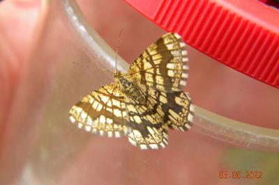 <i>Chiasmia clathrata</i>