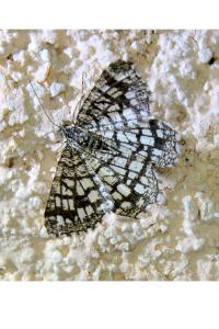 <i>Chiasmia clathrata</i>