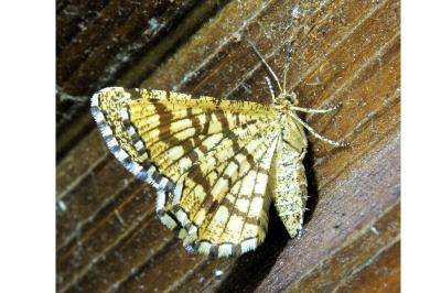 <i>Chiasmia clathrata</i>