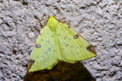 <i>Opisthograptis luteolata</i>