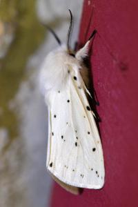 <i>Spilosoma lubricipeda</i>