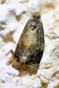 <i>Ditula angustiorana</i>