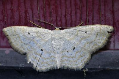 <i>Scopula immutata</i>