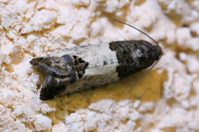 <i>Spilonota ocellana</i>