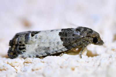 <i>Spilonota ocellana</i>