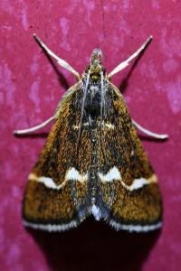 <i>Pyrausta nigrata</i>