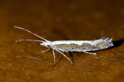 <i>Plutella xylostella</i>