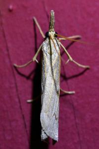 <i>Pediasia contaminella</i>