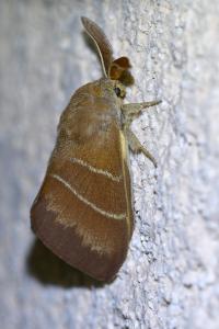 <i>Macrothylacia rubi</i>