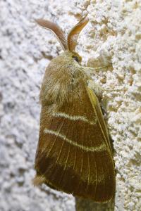 <i>Macrothylacia rubi</i>