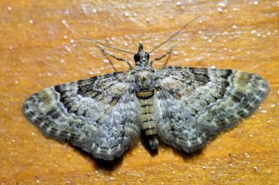 <i>Gymnoscelis rufifasciata</i>