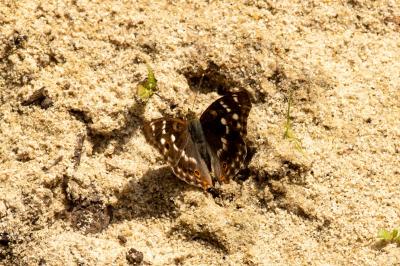 <i>Apatura ilia</i>