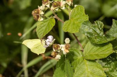 <i>Gonepteryx rhamni</i>