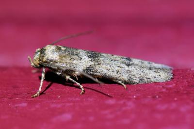 <i>Blastobasis phycidella</i>