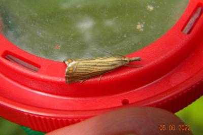 <i>Chrysoteuchia culmella</i>
