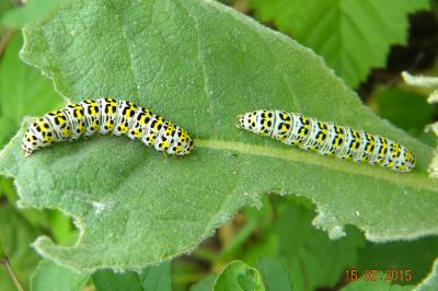 <i>Cucullia verbasci</i>