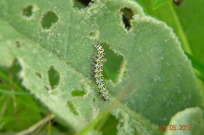 <i>Cucullia verbasci</i>