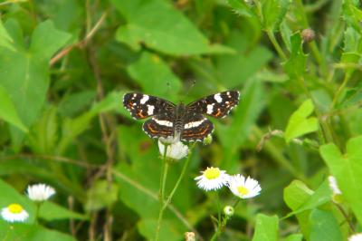 <i>Araschnia levana</i>