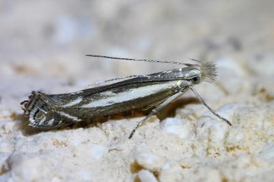 <i>Isophrictis lineatella</i>