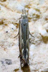 <i>Isophrictis lineatella</i>