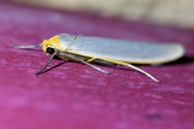 <i>Eilema caniola</i>