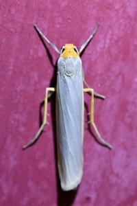 <i>Eilema caniola</i>