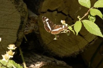 <i>Limenitis camilla</i>