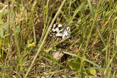 <i>Melanargia galathea</i>