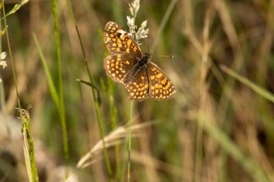 <i>Melitaea athalia</i>