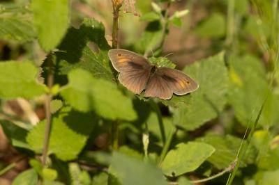 <i>Maniola jurtina</i>