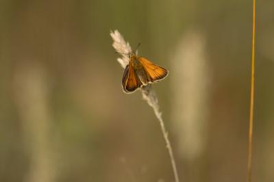 <i>Thymelicus lineola</i>