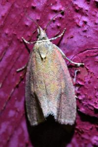 <i>Celypha rosaceana</i>