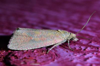 <i>Celypha rosaceana</i>
